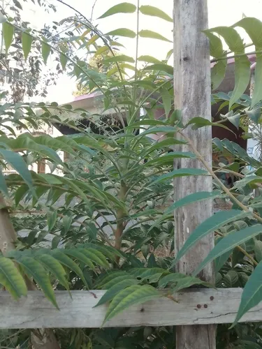 Tree Of Heaven (Ailanthus Altissima) — While it can thrive in a variety of soil types, it has a preference for well-drained loams; ailanthus, image 82