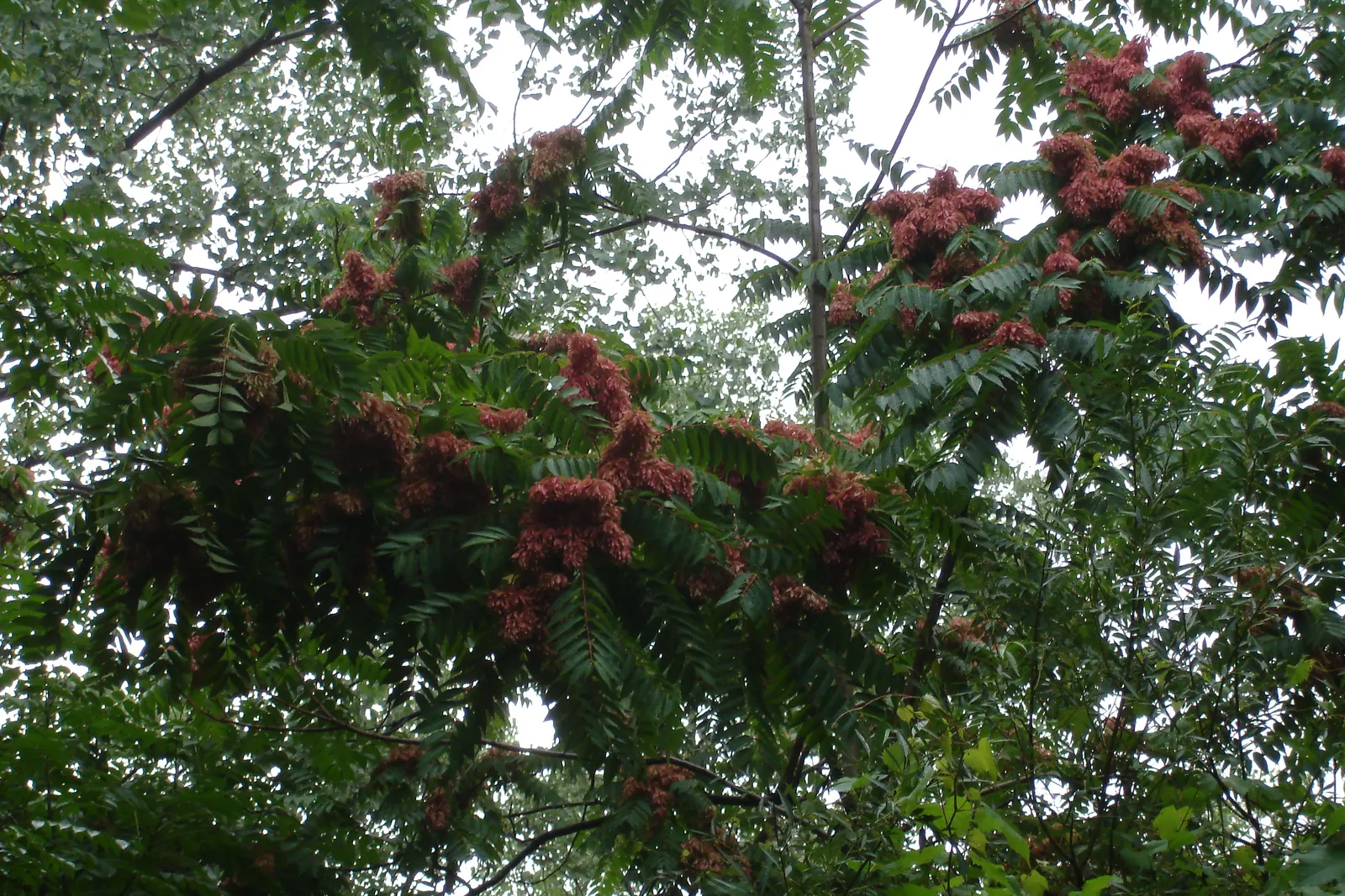 Tree Of Heaven (Ailanthus Altissima) — Ailanthus altissima is admired by many for its aesthetic and functional traits; this tree can withstand air, image 88
