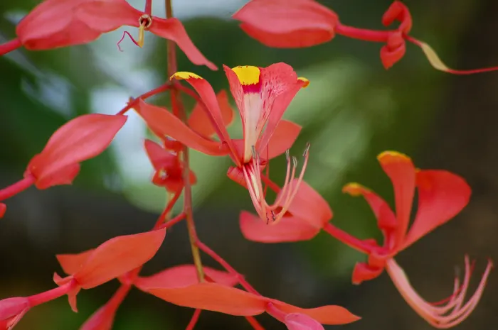 Tree Of Heaven (Ailanthus Altissima) — Consider placement and control carefully in landscape designs; with a canopy spread of about 40 to 70 feet, this robust