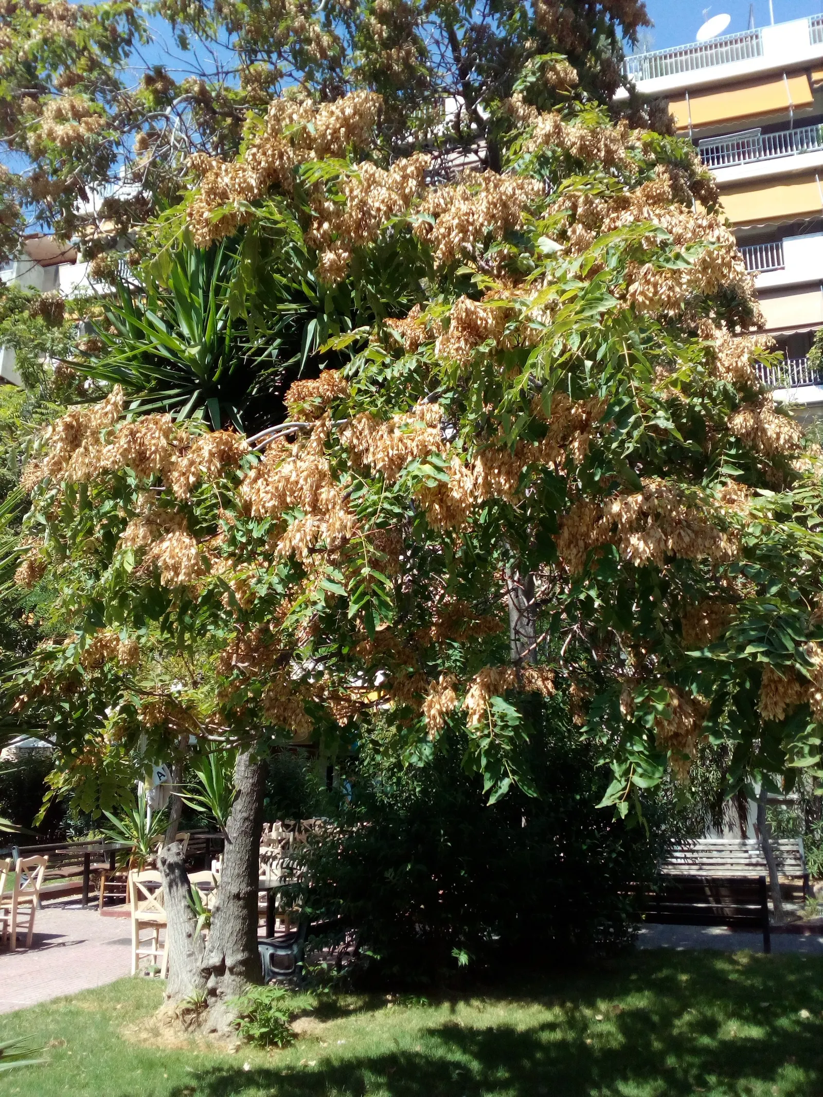 Tree Of Heaven (Ailanthus Altissima) — is a robust deciduous tree rapidly reaching heights of 50-70 feet with a spread of 40-50 feet; however, it, image 93