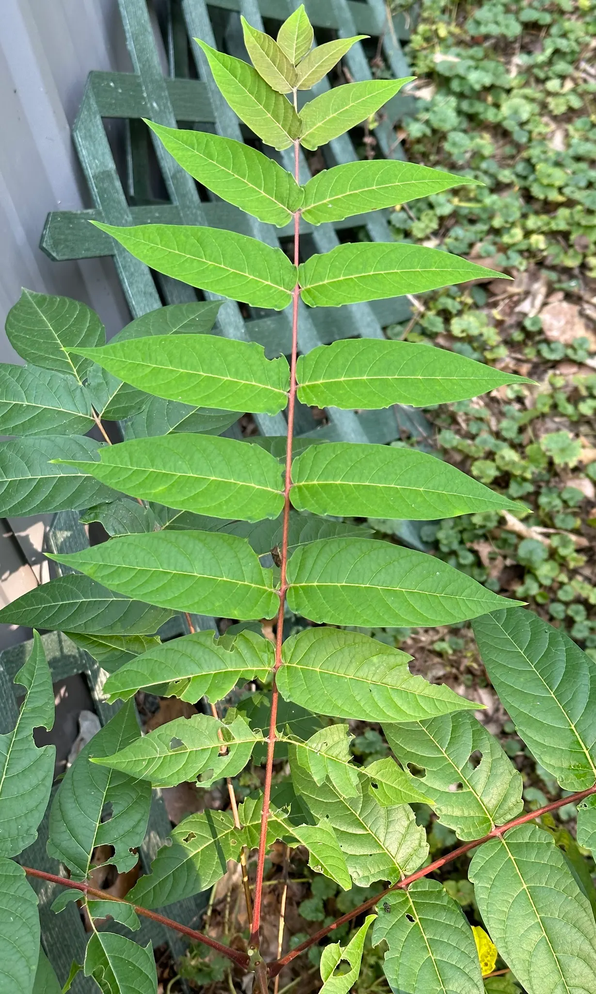 Tree Of Heaven (Ailanthus Altissima) — and each is composed of numerous smaller leaflets; consider placement and control carefully in landscape, image 80