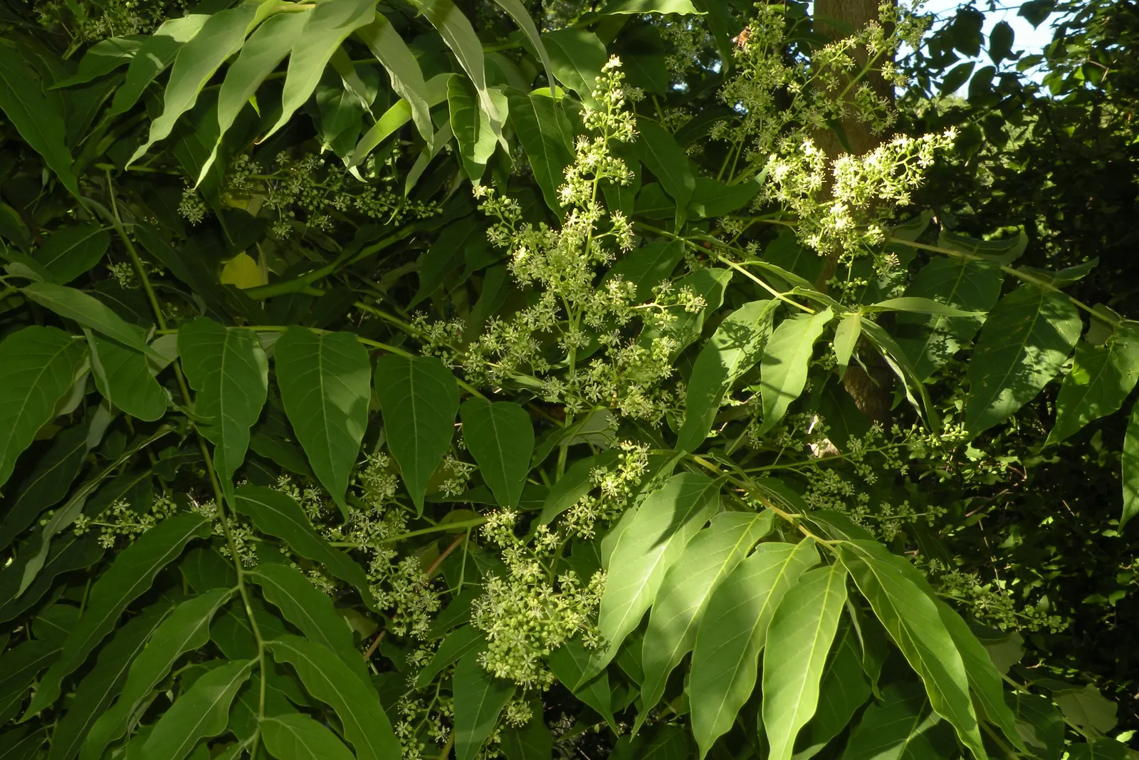 Tree Of Heaven (Ailanthus Altissima) — tree for full or half; regular pruning and maintenance are needed to manage its size and to prevent unwanted spreading