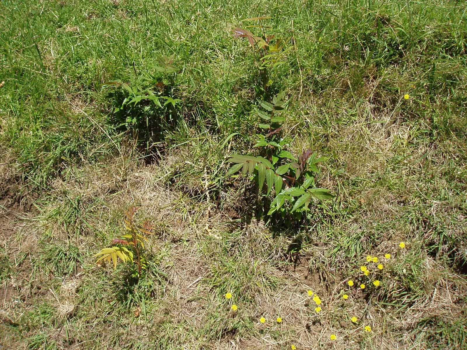 Tree Of Heaven (Ailanthus Altissima) — Its compound leaves are quite lengthy; yellow flowers in the garden, image 102