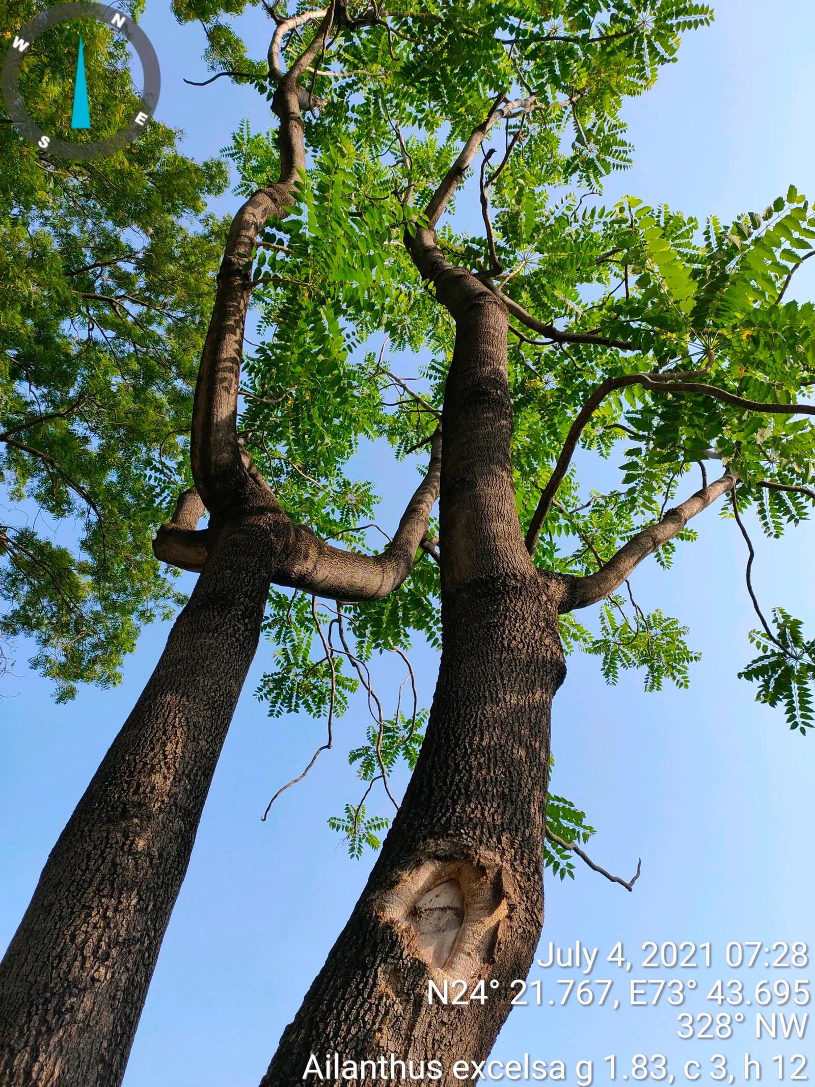 Tree Of Heaven (Ailanthus Altissima) — with some specimens stretching upwards to 100 feet under optimal conditions; is a rapid-growing deciduous, image 100