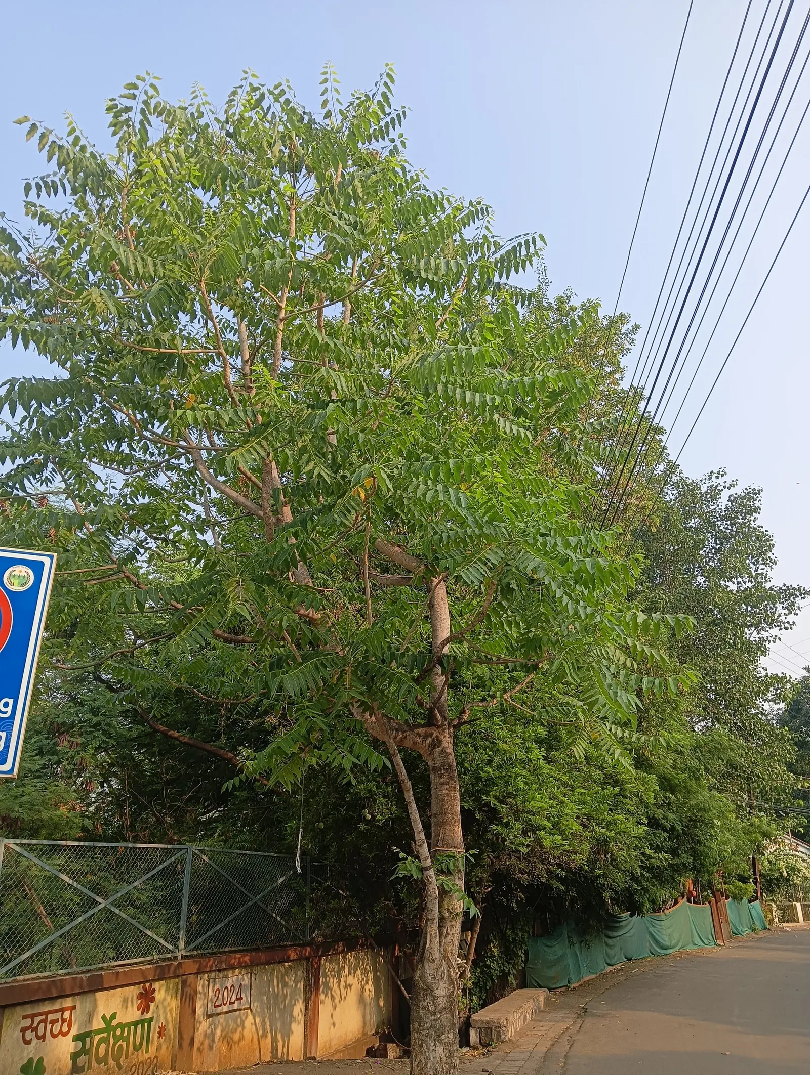 Tree Of Heaven (Ailanthus Altissima) — this tree can withstand air pollution and poor soils; its compound leaves are quite lengthy, image 61