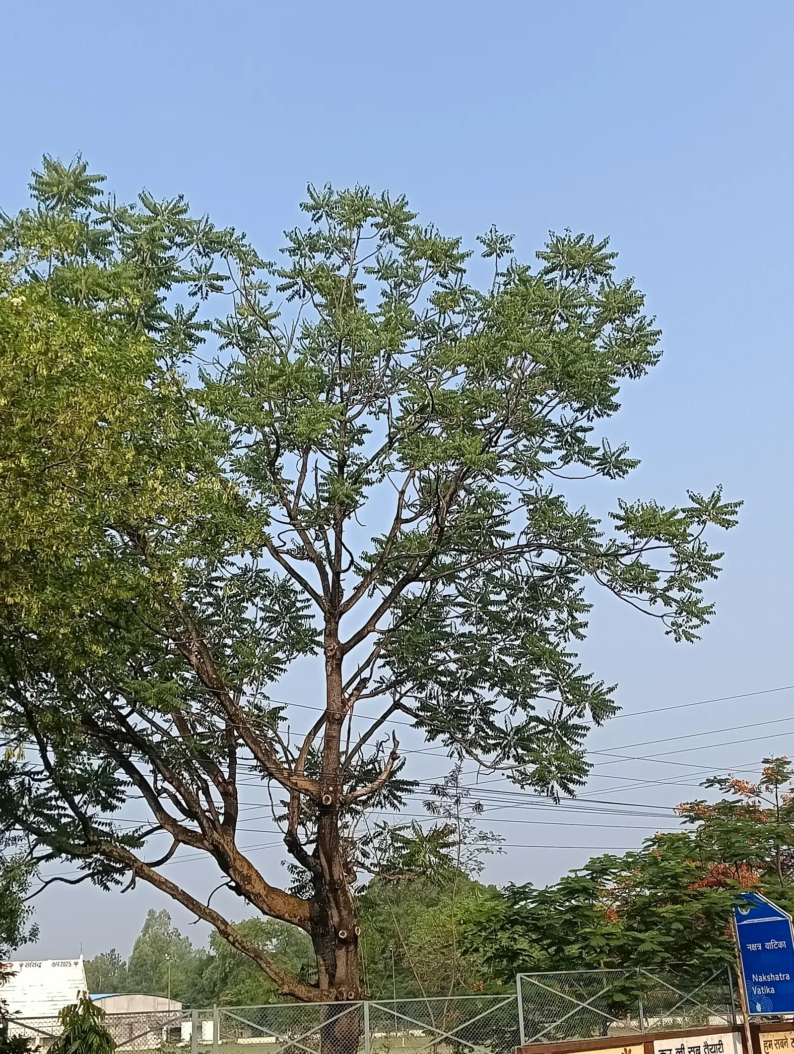 Tree Of Heaven (Ailanthus Altissima) — with a tendency to spread aggressively through root suckers and seeds; additionally, it produces a chemical, image 85
