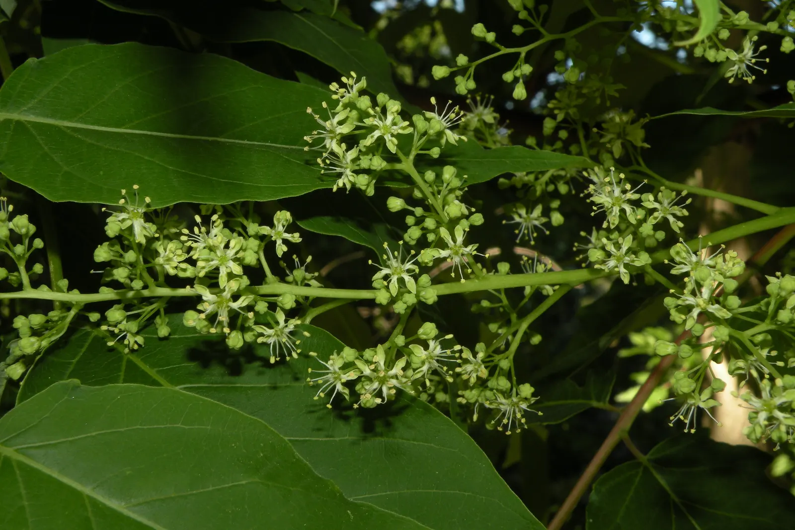 Tree Of Heaven (Ailanthus Altissima) — tropical-like leaves and ability to provide swift shade; with some specimens stretching upwards to 100 feet under