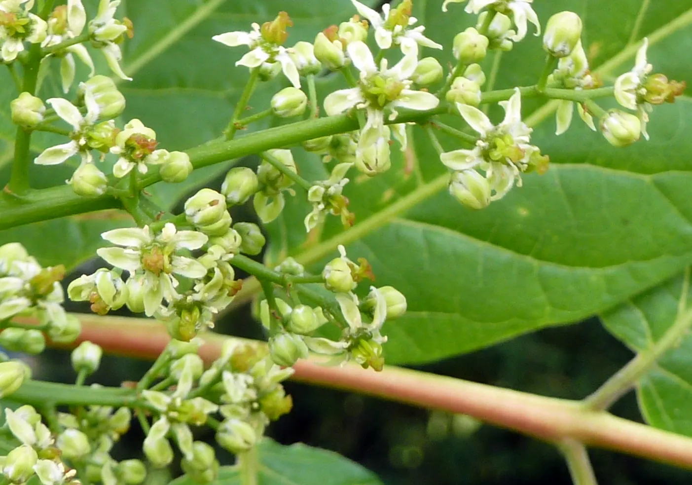 Tree Of Heaven (Ailanthus Altissima) — the Tree of Heaven is hardy in USDA zones 4 to 8, image 58