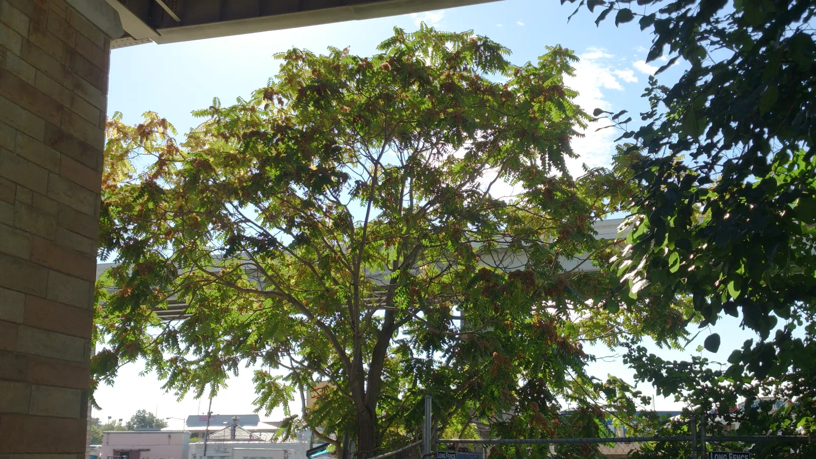Tree Of Heaven (Ailanthus Altissima) — Consider placement and control carefully in landscape designs