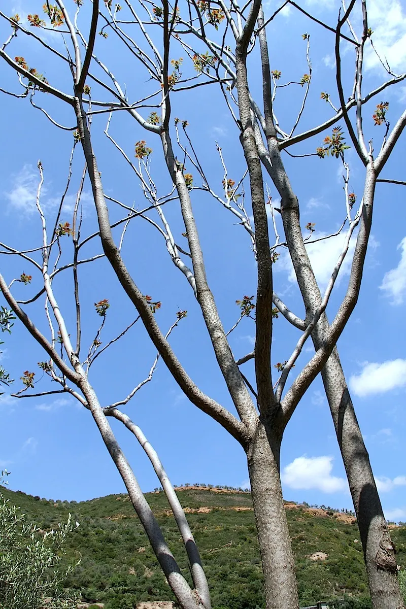 Tree Of Heaven (Ailanthus Altissima) — Resilient to pollution and poor soils, it thrives in zones 4-8; tropical-like leaves and ability to provide, image 49