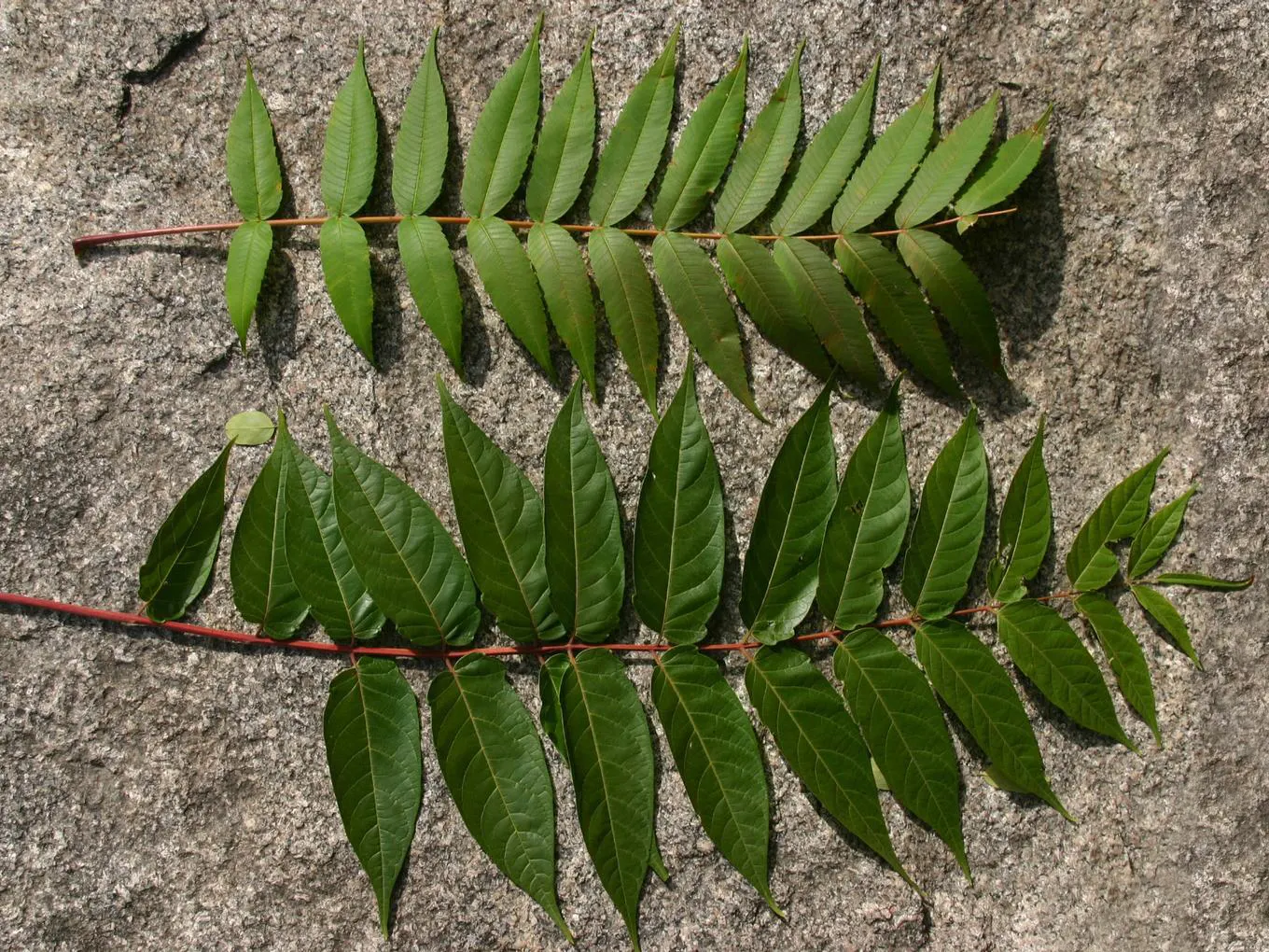 Tree Of Heaven (Ailanthus Altissima) — Its compound leaves are quite lengthy; yellow flowers in the garden