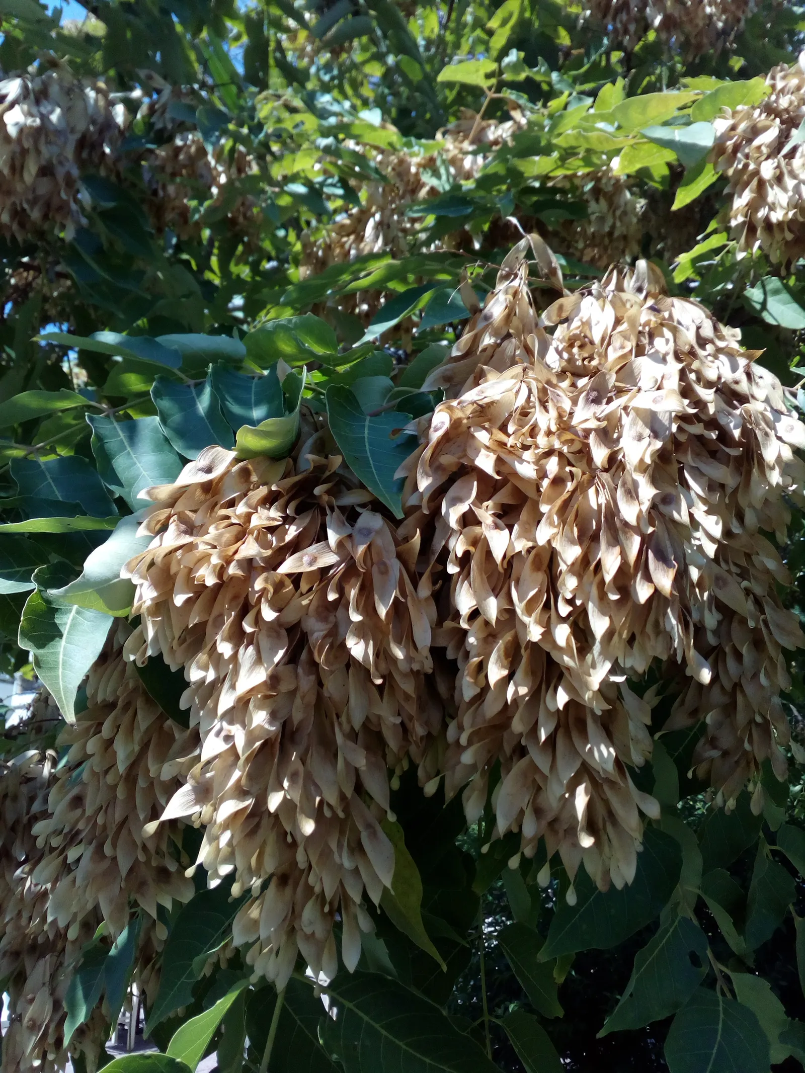 Tree Of Heaven (Ailanthus Altissima) — tropical-like leaves and ability to provide swift shade; with some specimens stretching upwards to 100 feet, image 64