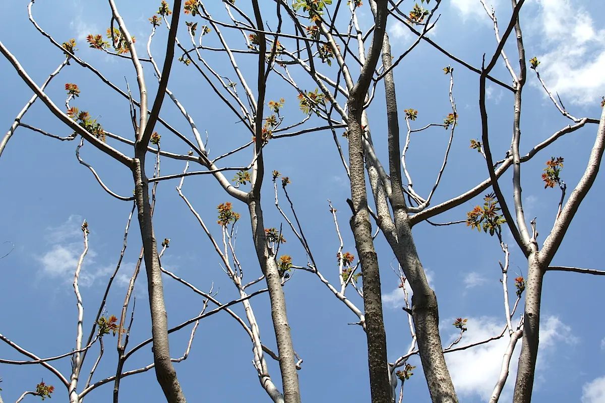 Tree Of Heaven (Ailanthus Altissima) — Its compound leaves are quite lengthy; yellow flowers in the garden, image 56