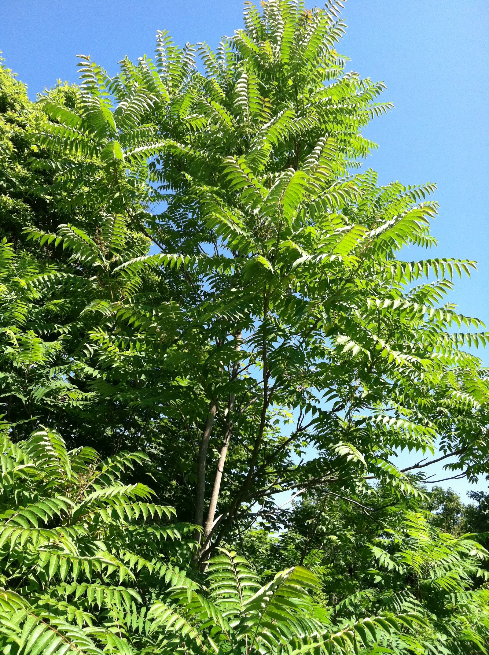 Tree Of Heaven (Ailanthus Altissima) — Its compound leaves stretch 1-4 feet in length, offering a lush canopy; and each is composed of numerous, image 71
