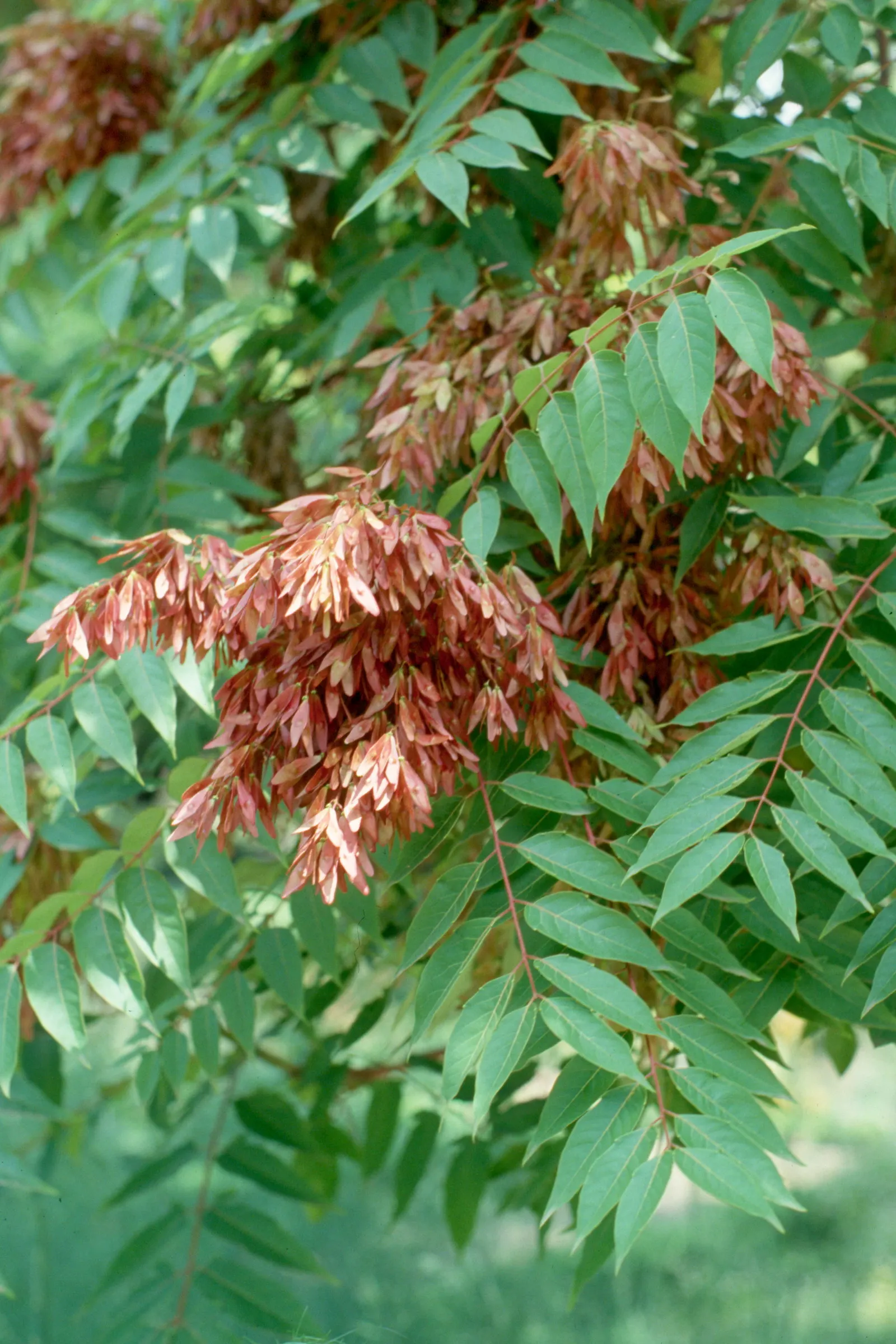 Tree Of Heaven (Ailanthus Altissima) — this tree can withstand air pollution and poor soils