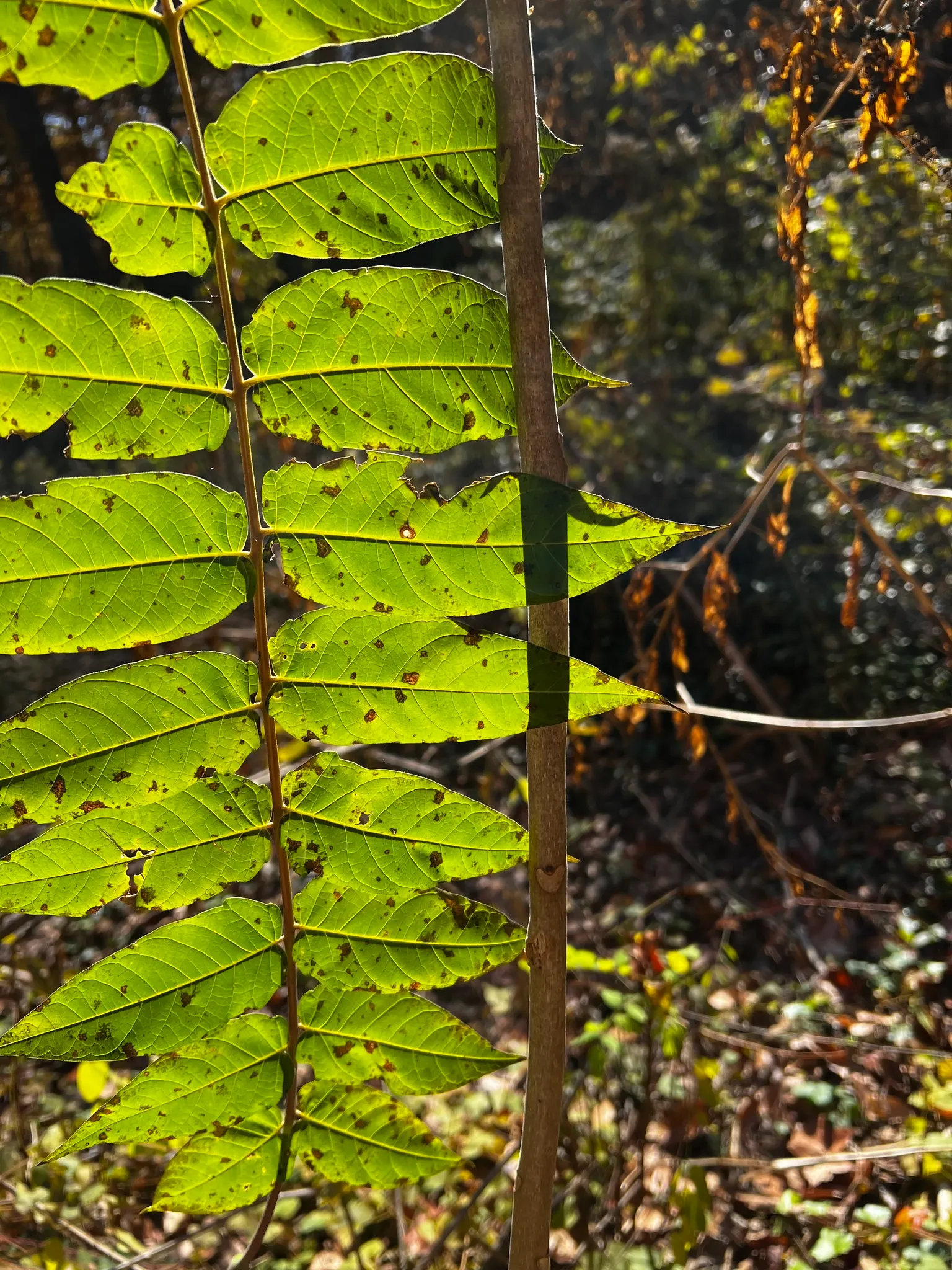 Tree Of Heaven (Ailanthus Altissima) — Ailanthus altissima is admired by many for its aesthetic and functional traits; this tree can withstand air, image 65