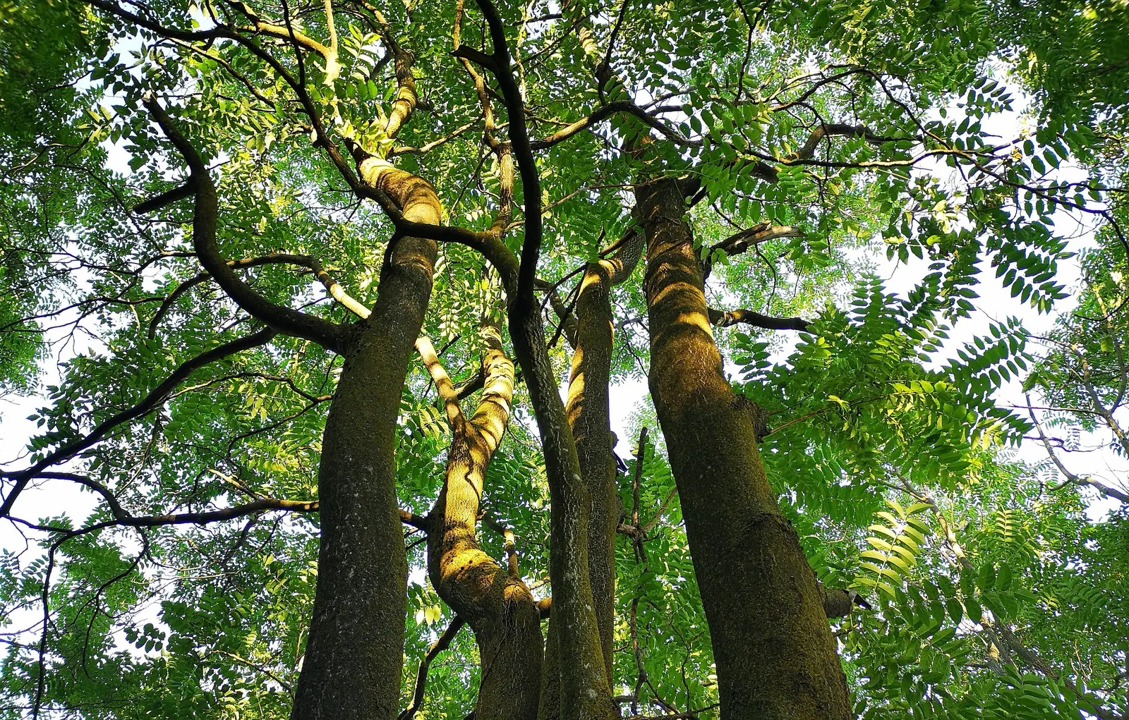 Tree Of Heaven (Ailanthus Altissima) — Consider placement and control carefully in landscape designs; with a canopy spread of about 40 to 70 feet, image 74