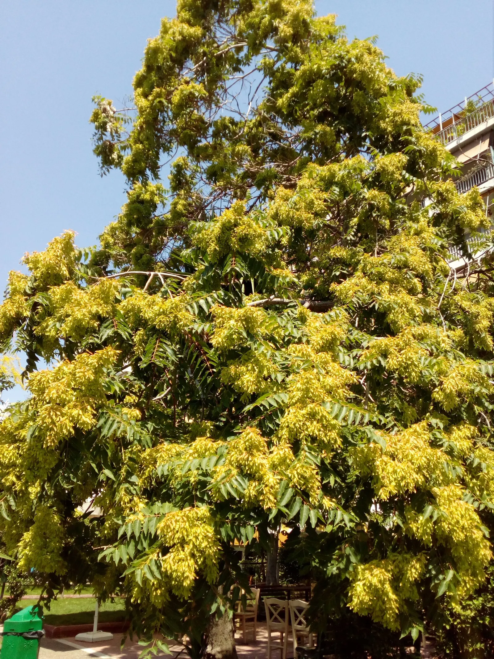 Tree Of Heaven (Ailanthus Altissima) — the Tree of Heaven is hardy in USDA zones 4 to 8, image 81