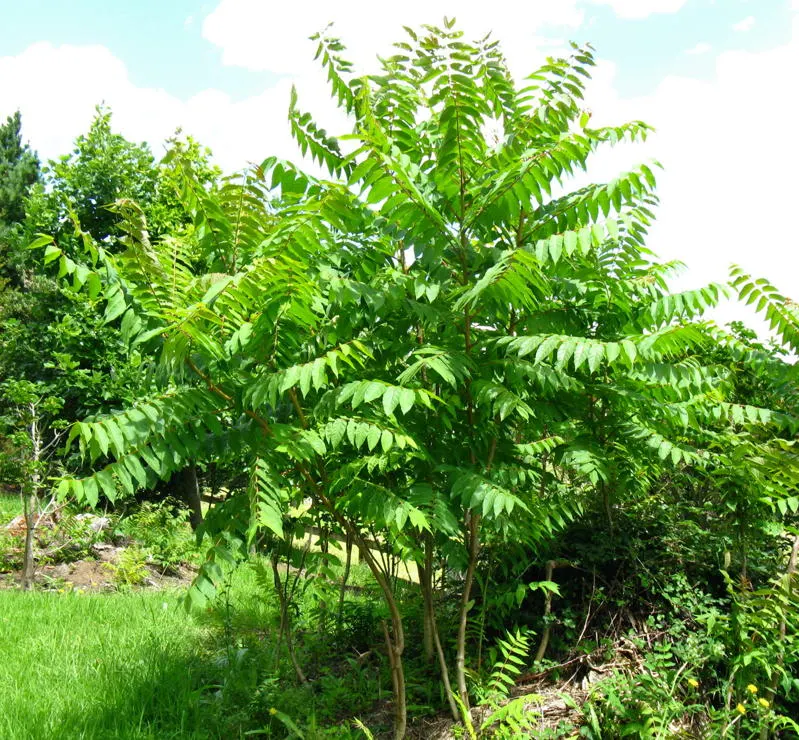 Tree Of Heaven (Ailanthus Altissima) — tree for full or half