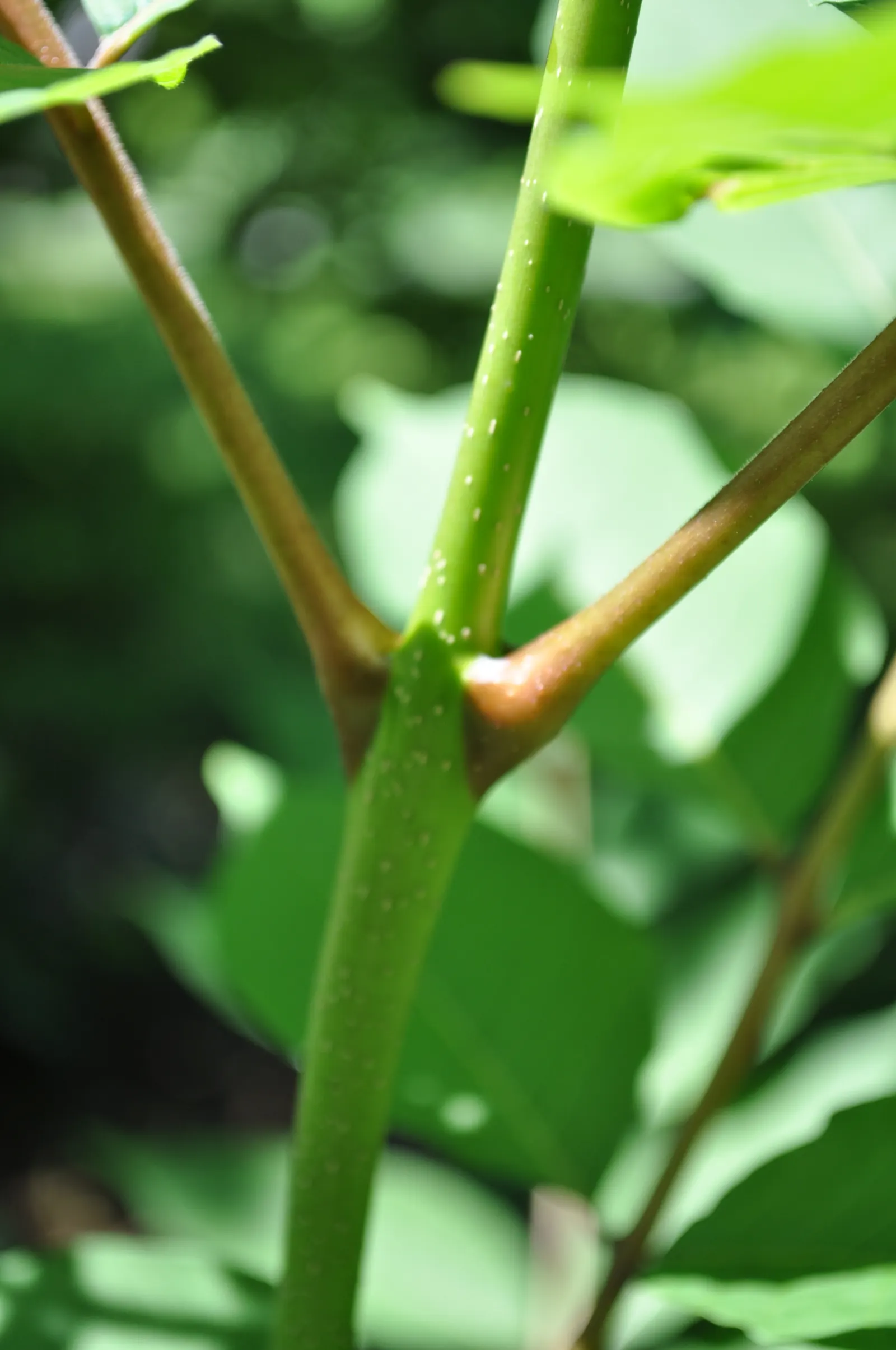 Tree Of Heaven (Ailanthus Altissima) — Additionally, it produces a chemical that can inhibit growth in nearby plants; is a robust deciduous tree rapidly