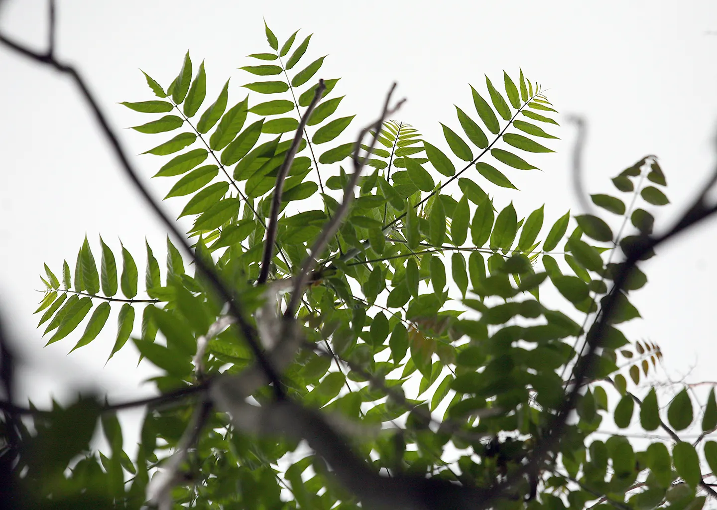 Tree Of Heaven (Ailanthus Altissima) — and each is composed of numerous smaller leaflets; consider placement and control carefully in landscape, image 57