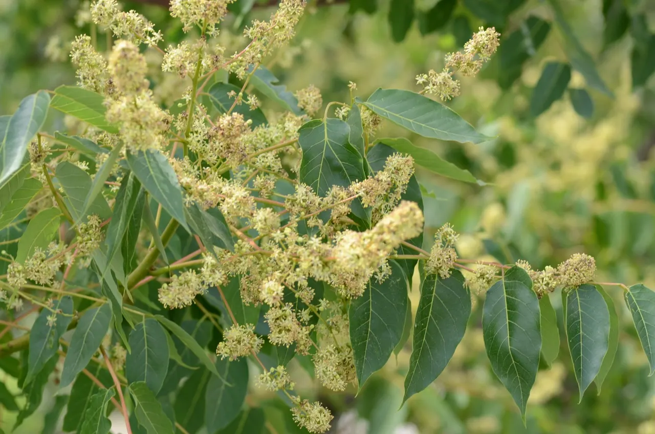 Tree Of Heaven (Ailanthus Altissima) — Its compound leaves stretch 1-4 feet in length, offering a lush canopy; and each is composed of numerous, image 48