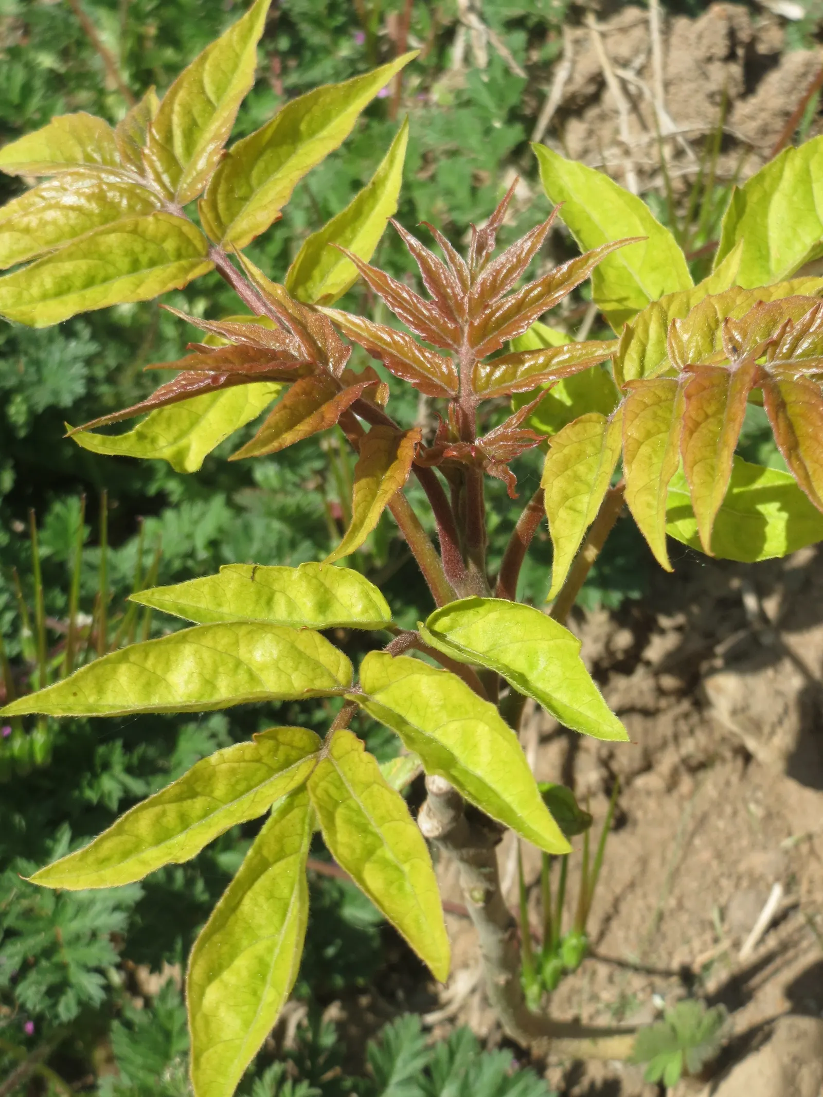 Tree Of Heaven (Ailanthus Altissima) — scientifically referred to as Ailanthus altissima; with a tendency to spread aggressively through root suckers and seeds
