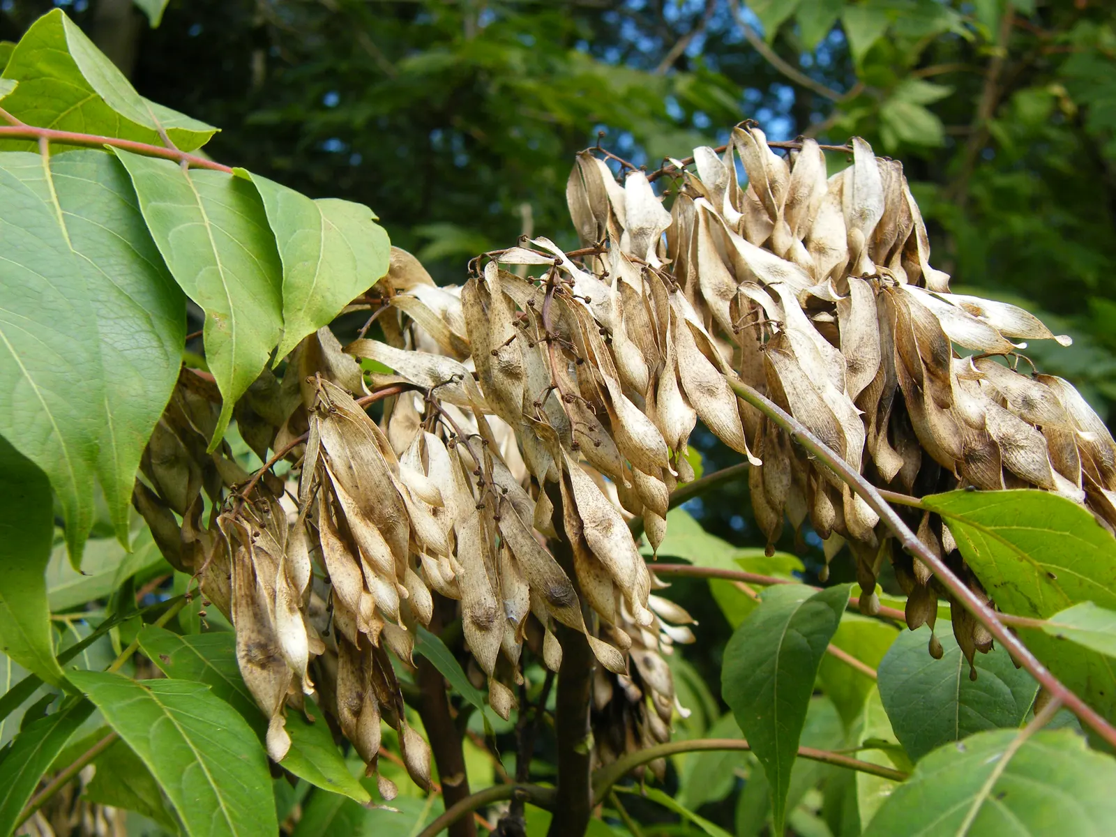 Tree Of Heaven (Ailanthus Altissima) — Regular pruning and maintenance are needed to manage its size and to prevent unwanted spreading; tree with yellow blooms