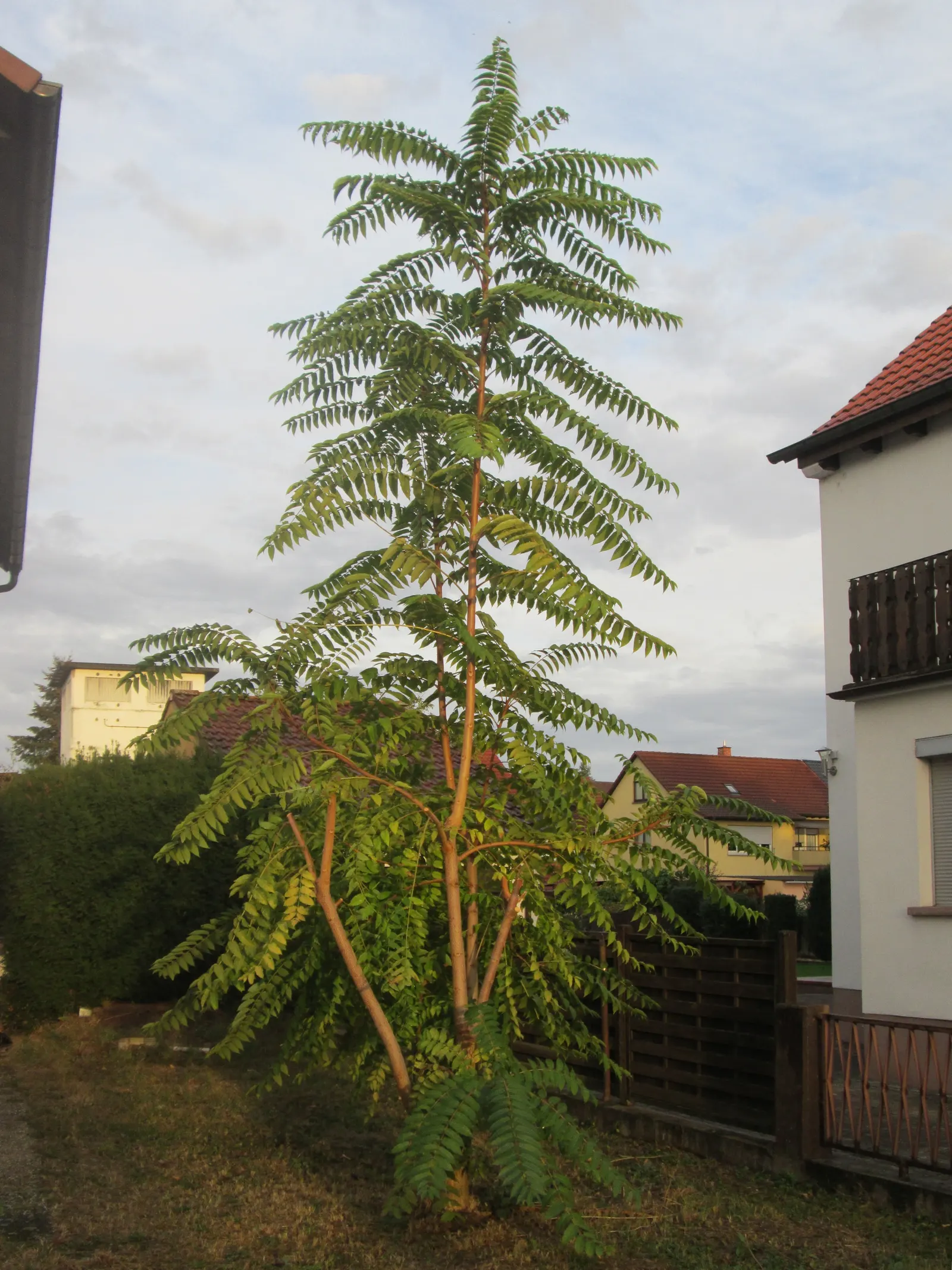 Tree Of Heaven (Ailanthus Altissima) — tropical-like leaves and ability to provide swift shade; with some specimens stretching upwards to 100 feet, image 87