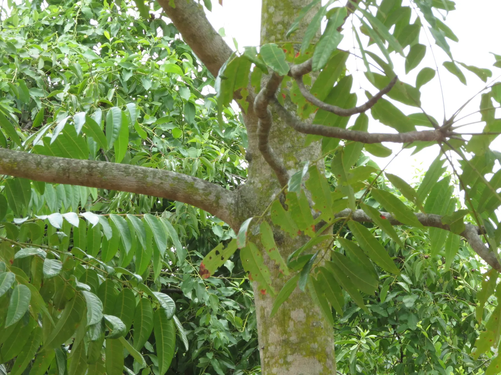 Tree Of Heaven (Ailanthus Altissima) — tree for full or half; regular pruning and maintenance are needed to manage its size and to prevent unwanted, image 69