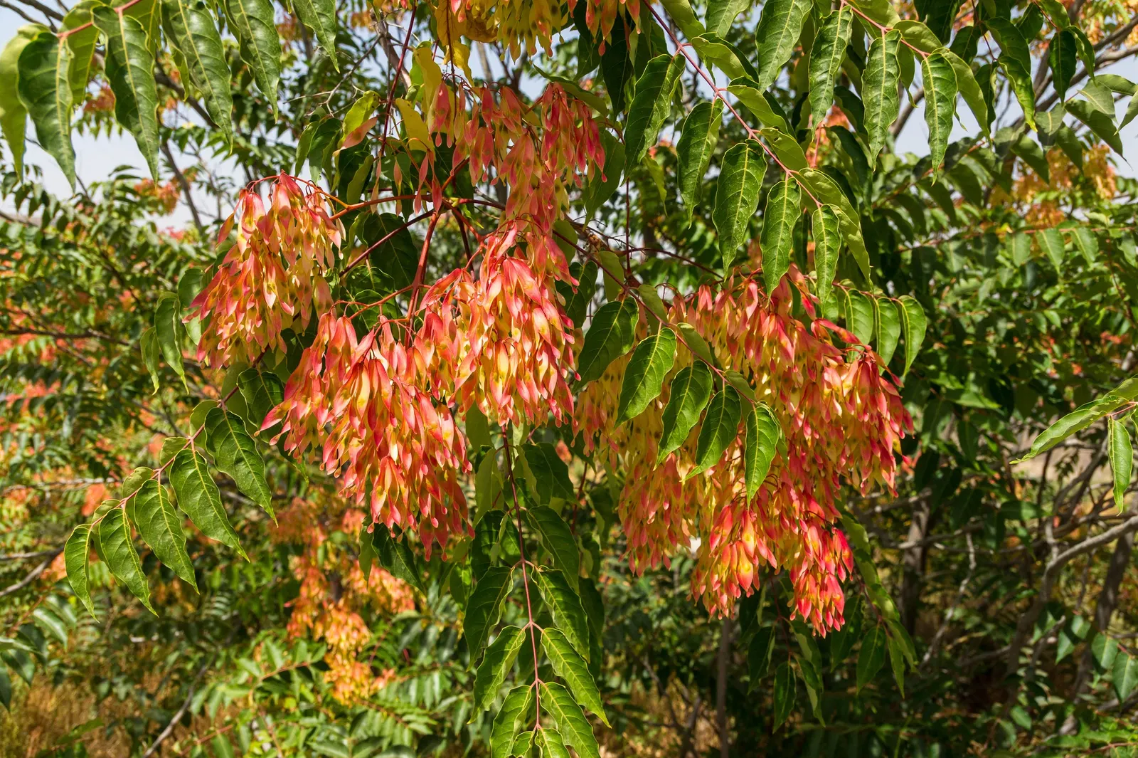 Tree Of Heaven (Ailanthus Altissima) — is a rapid-growing deciduous tree that can reach impressive heights between 70 to 80 feet; tree for full or, image 53
