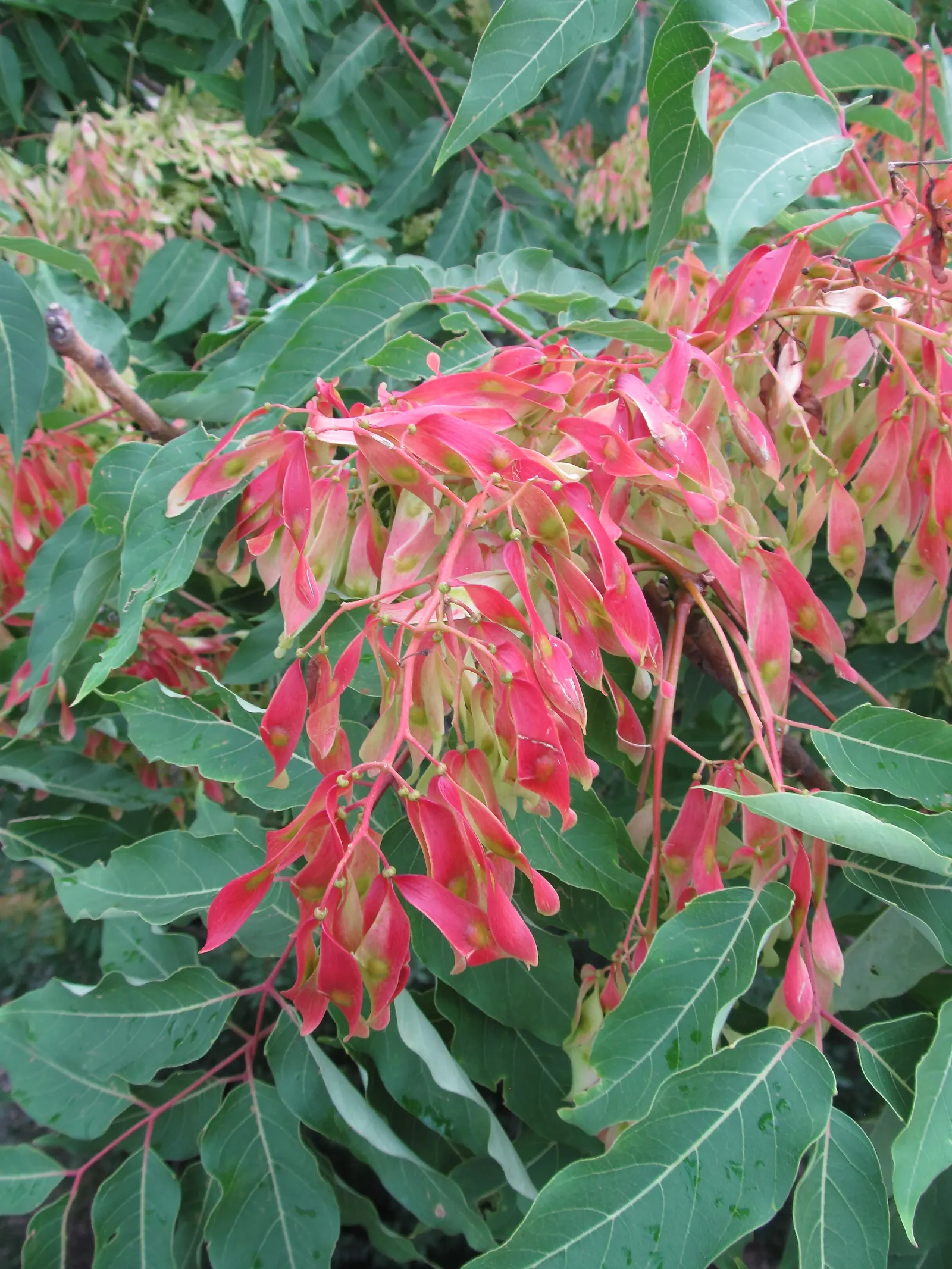 Tree Of Heaven (Ailanthus Altissima) — scientifically referred to as Ailanthus altissima; with a tendency to spread aggressively through root, image 75