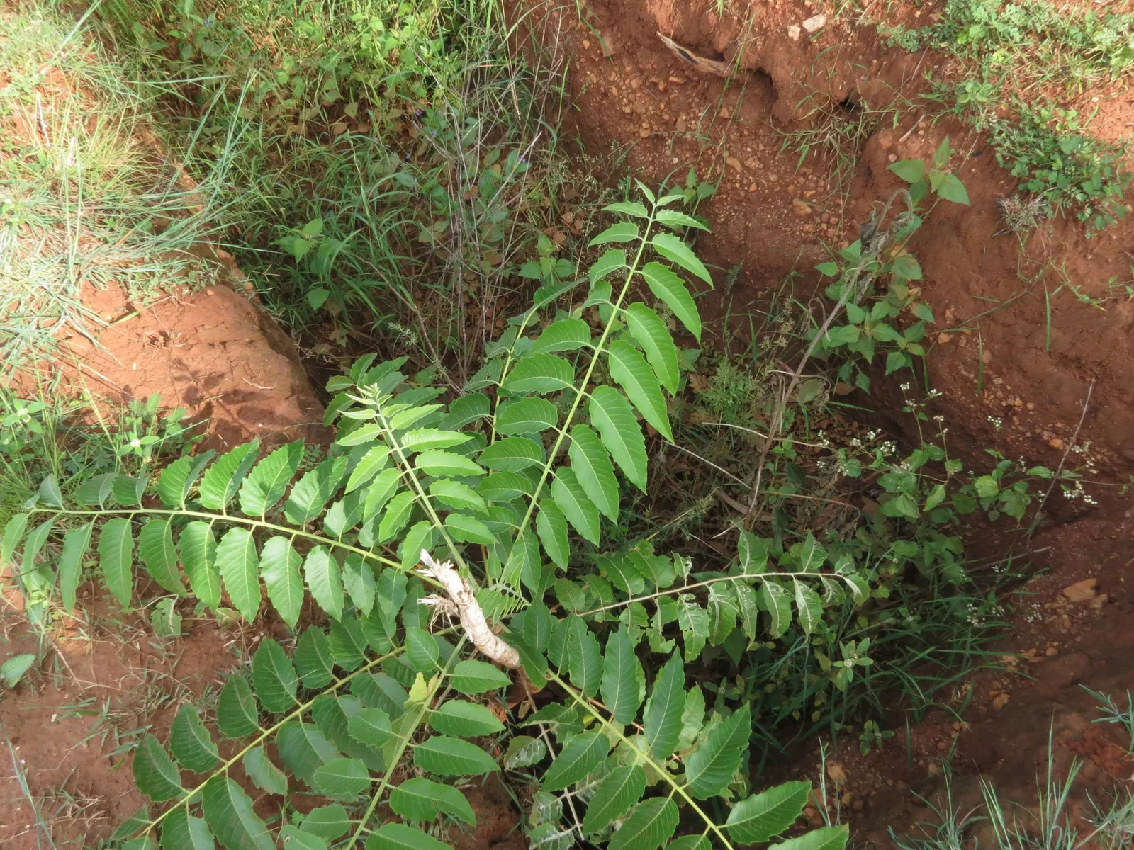 Tree Of Heaven (Ailanthus Altissima) — is a robust deciduous tree rapidly reaching heights of 50-70 feet with a spread of 40-50 feet; however, it can be