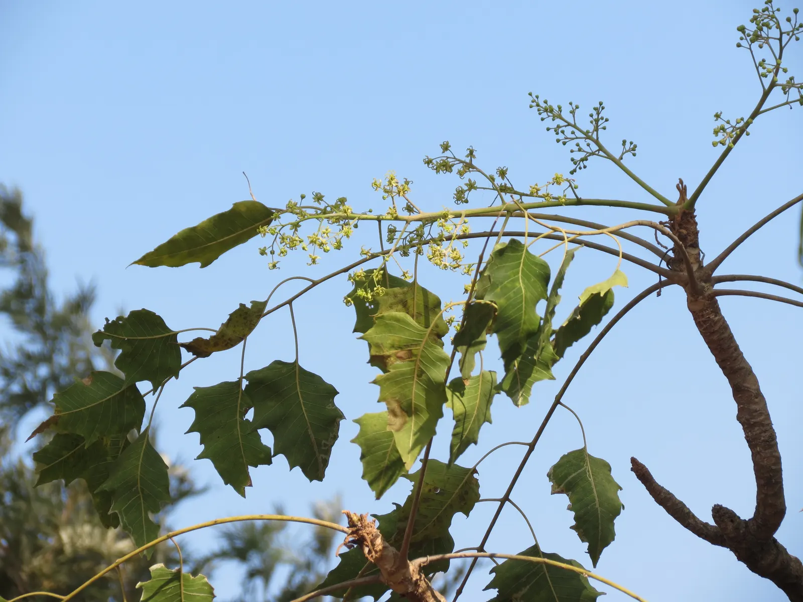 Tree Of Heaven (Ailanthus Altissima) — is a rapid-growing deciduous tree that can reach impressive heights between 70 to 80 feet; tree for full or, image 99