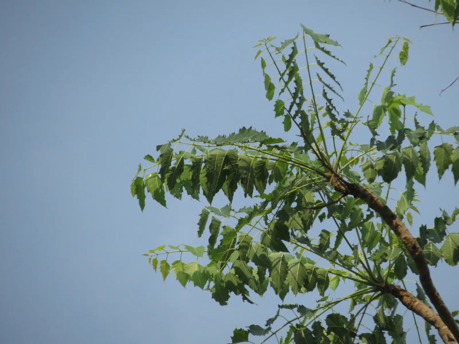 Tree Of Heaven (Ailanthus Altissima) — Its compound leaves stretch 1-4 feet in length, offering a lush canopy; and each is composed of numerous, image 94
