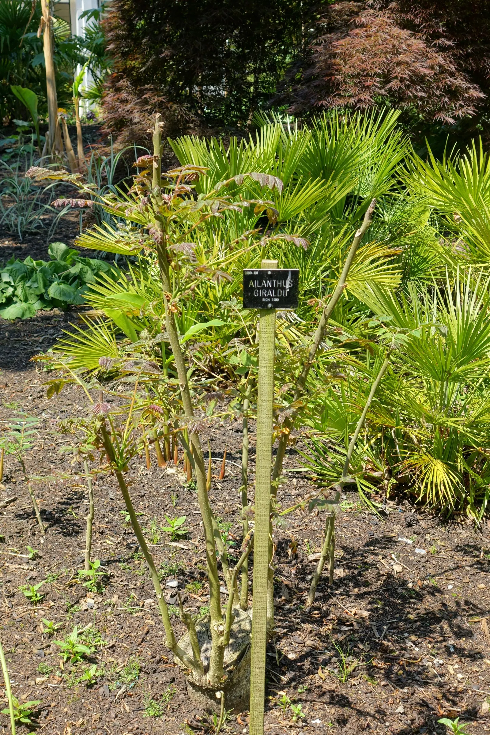 Tree Of Heaven (Ailanthus Altissima) — Resilient to pollution and poor soils, it thrives in zones 4-8; tropical-like leaves and ability to provide, image 95