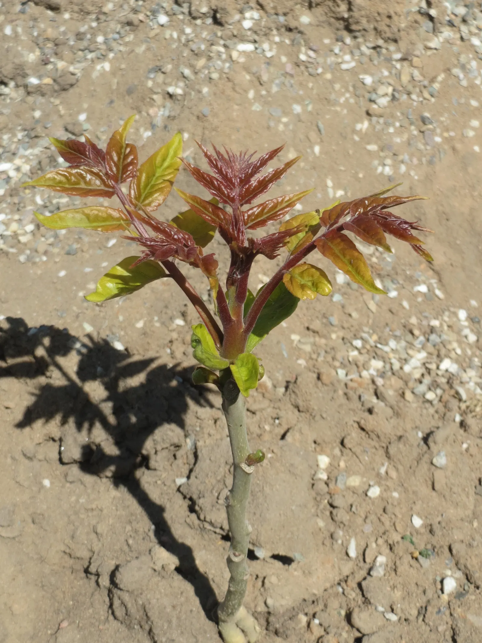 Tree Of Heaven (Ailanthus Altissima) — While it can thrive in a variety of soil types, it has a preference for well-drained loams; ailanthus, image 59