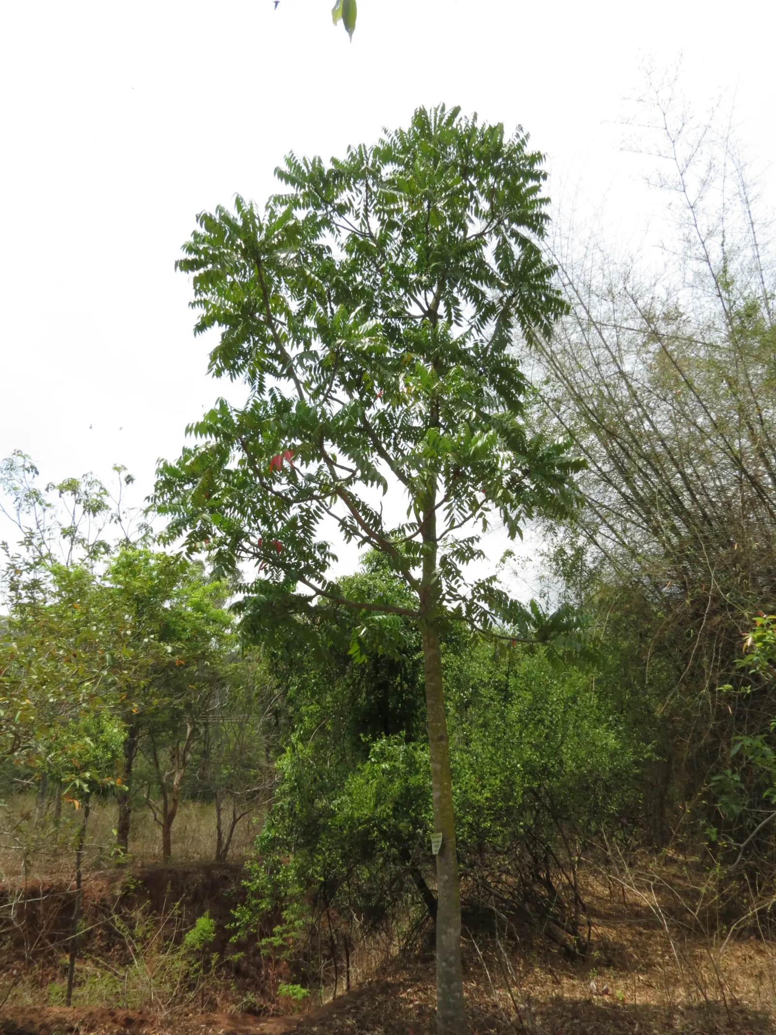Tree Of Heaven (Ailanthus Altissima) — Ailanthus altissima is admired by many for its aesthetic and functional traits; this tree can withstand air pollution