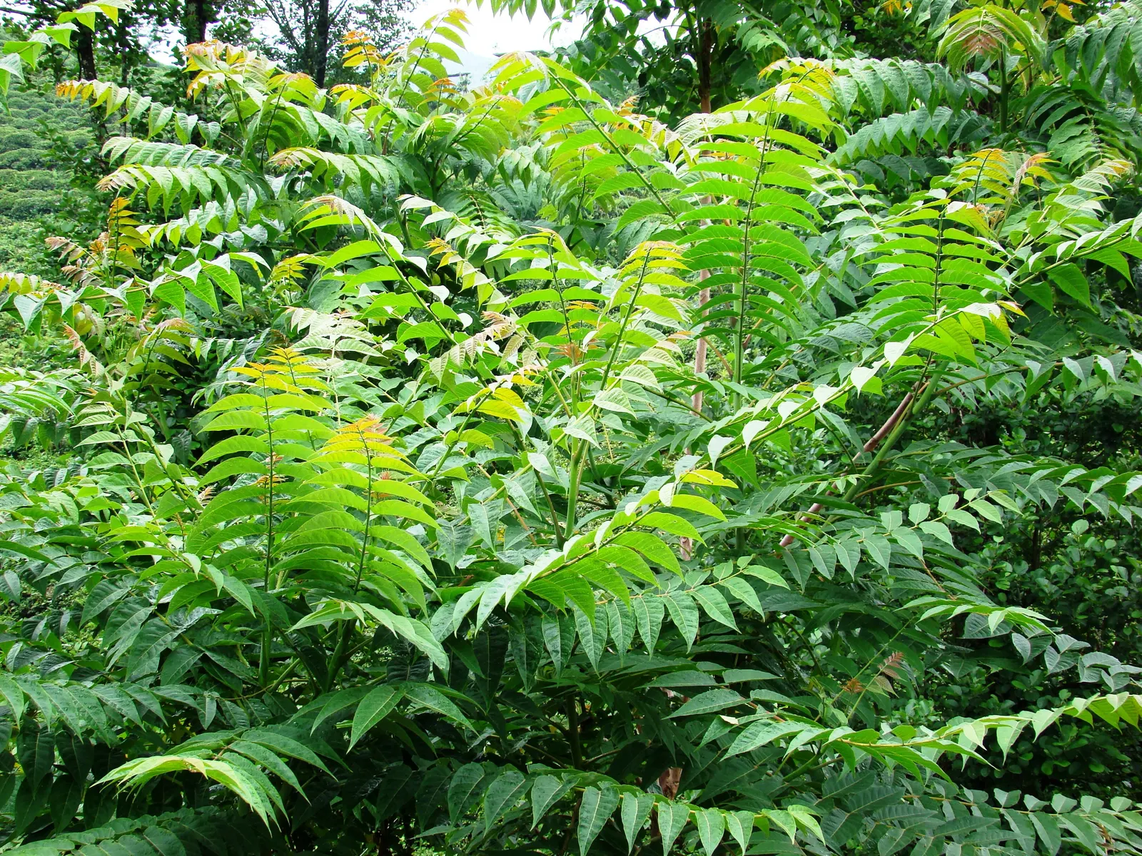 Tree Of Heaven (Ailanthus Altissima) — yellow flowers in the garden; scientifically referred to as Ailanthus altissima, image 67