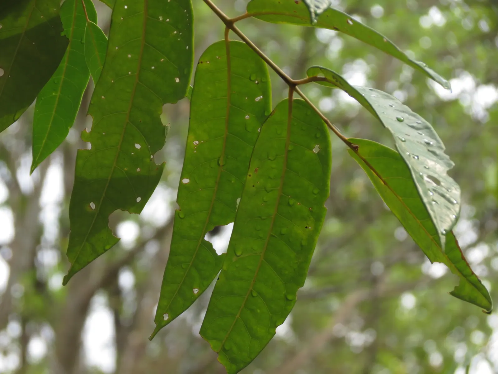 Tree Of Heaven (Ailanthus Altissima) — tropical-like leaves and ability to provide swift shade