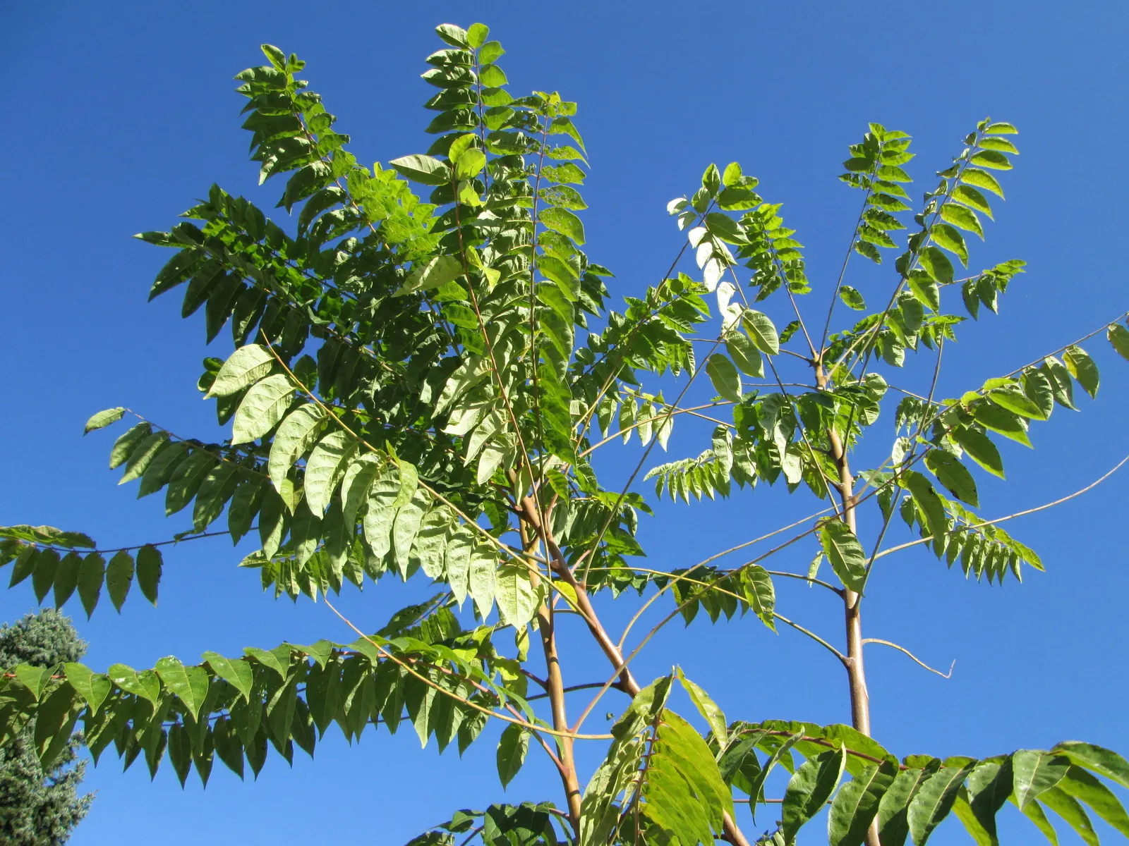 Tree Of Heaven (Ailanthus Altissima) — with some specimens stretching upwards to 100 feet under optimal conditions; is a rapid-growing deciduous, image 54