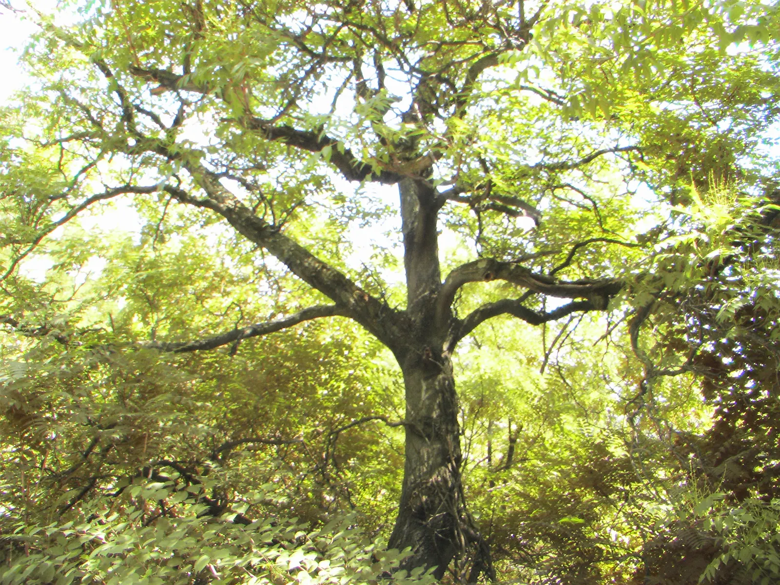 Tree Of Heaven (Ailanthus Altissima) — Its compound leaves are quite lengthy