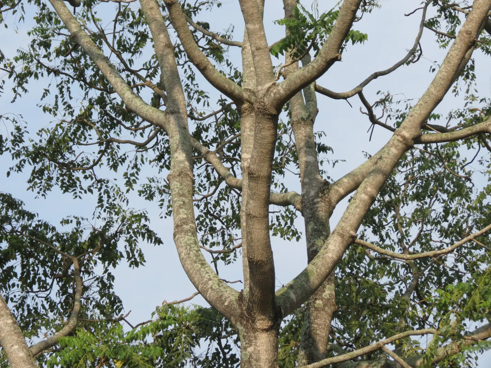 Tree Of Heaven (Ailanthus Altissima) — Its compound leaves are quite lengthy; yellow flowers in the garden, image 79