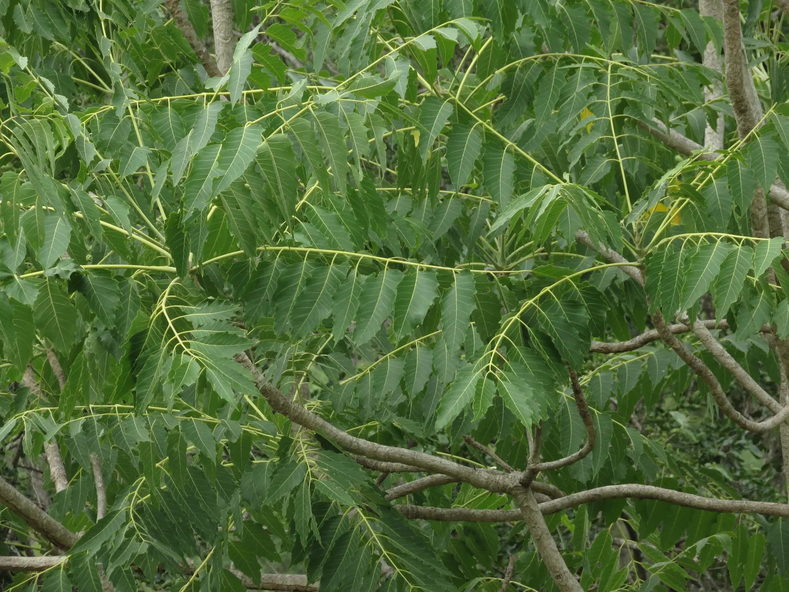 Tree Of Heaven (Ailanthus Altissima) — is a robust deciduous tree rapidly reaching heights of 50-70 feet with a spread of 40-50 feet