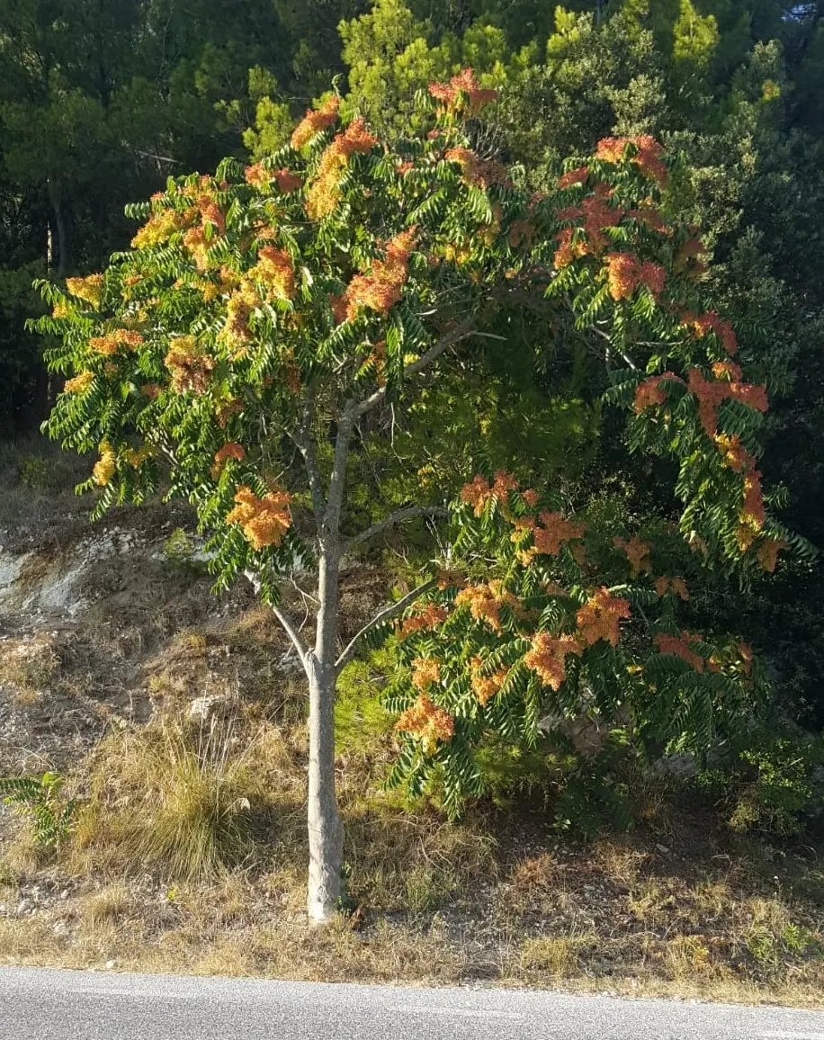 Tree Of Heaven (Ailanthus Altissima) — However, it can be invasive with allelopathic qualities, potentially hindering nearby plant growth