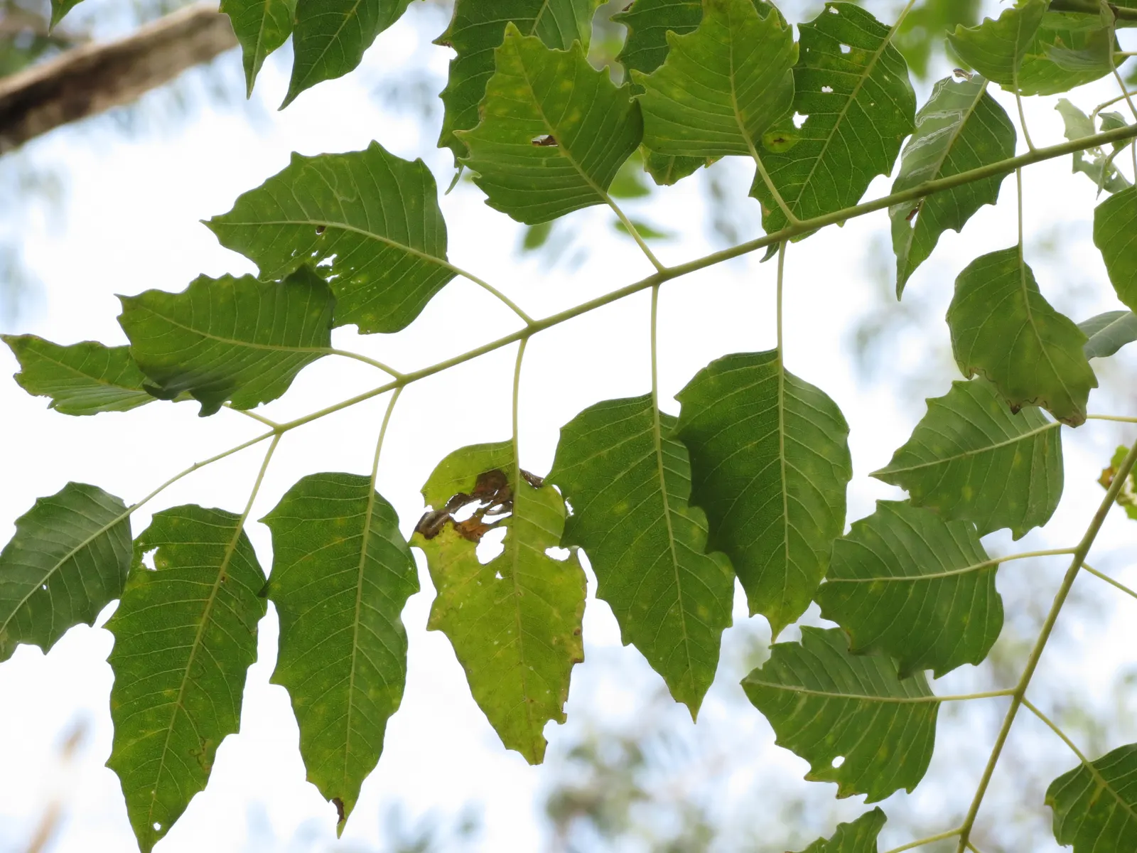 Tree Of Heaven (Ailanthus Altissima) — with some specimens stretching upwards to 100 feet under optimal conditions; is a rapid-growing deciduous tree that can