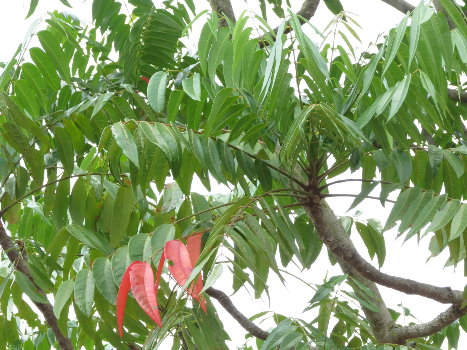 Tree Of Heaven (Ailanthus Altissima) — is a robust deciduous tree rapidly reaching heights of 50-70 feet with a spread of 40-50 feet; however, it, image 70