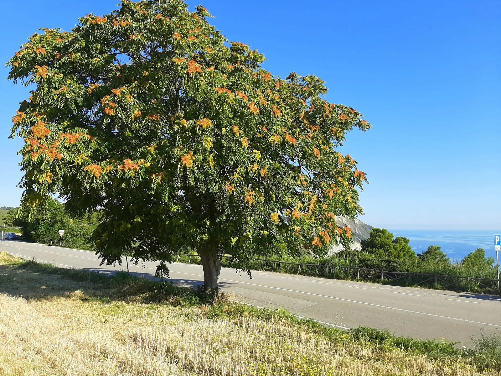 Tree Of Heaven (Ailanthus Altissima) — is a rapid-growing deciduous tree that can reach impressive heights between 70 to 80 feet; tree for full or, image 76