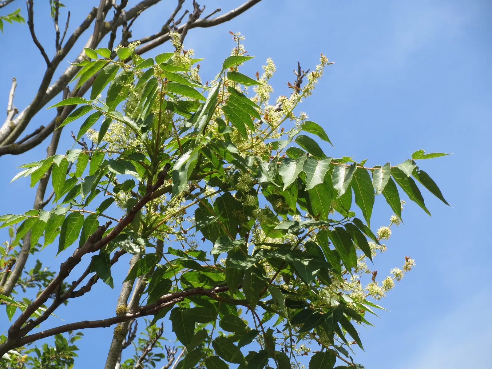 Tree Of Heaven (Ailanthus Altissima) — Additionally, it produces a chemical that can inhibit growth in nearby plants