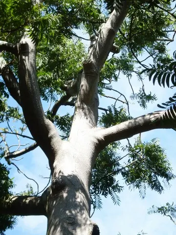 Tree Of Heaven (Ailanthus Altissima) — with some specimens stretching upwards to 100 feet under optimal conditions